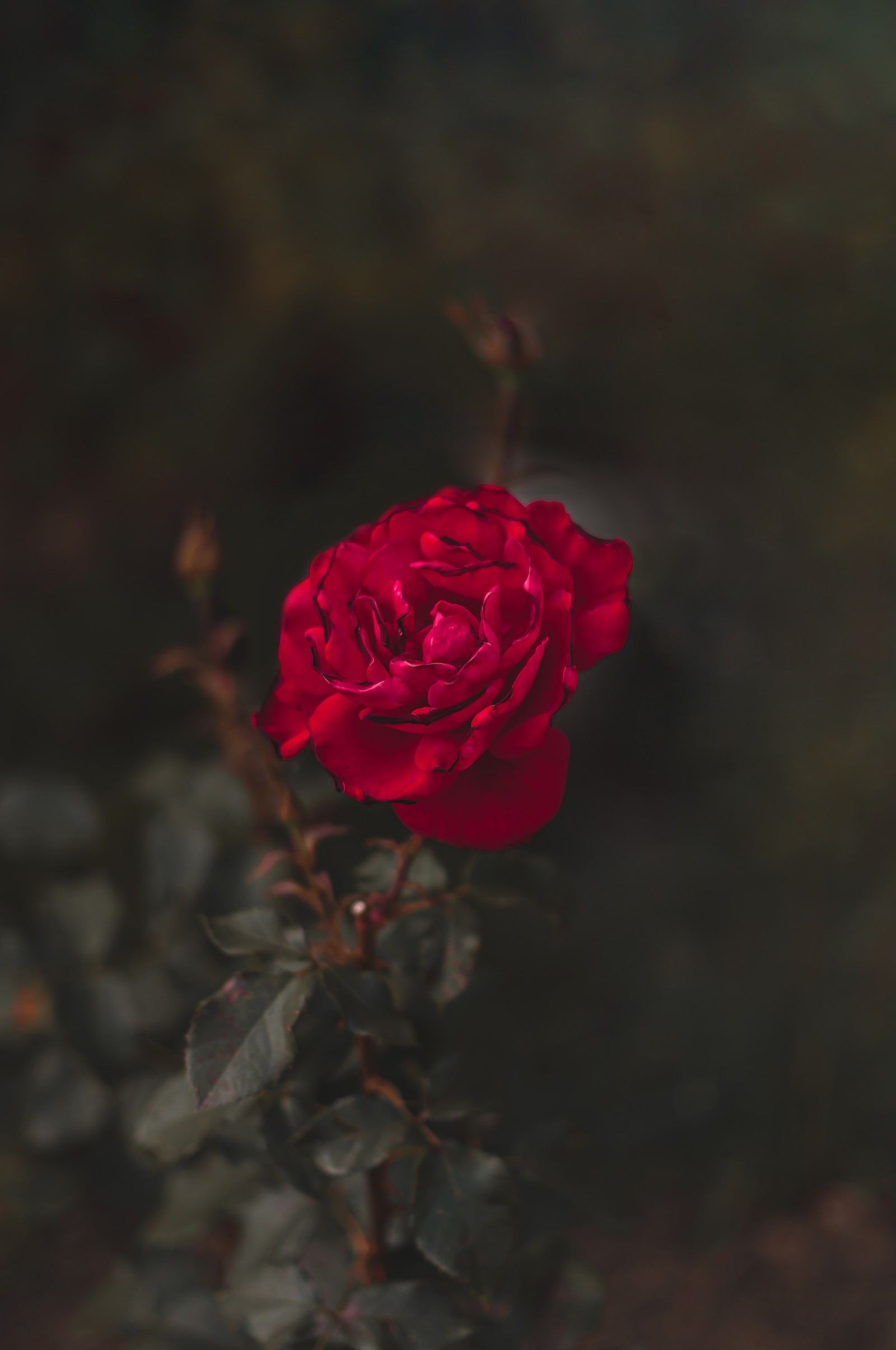 garden roses, flower, red, petal, rose wallpaper