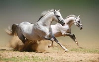 Des étalons arabes dynamiques galopant sur un terrain poussiéreux