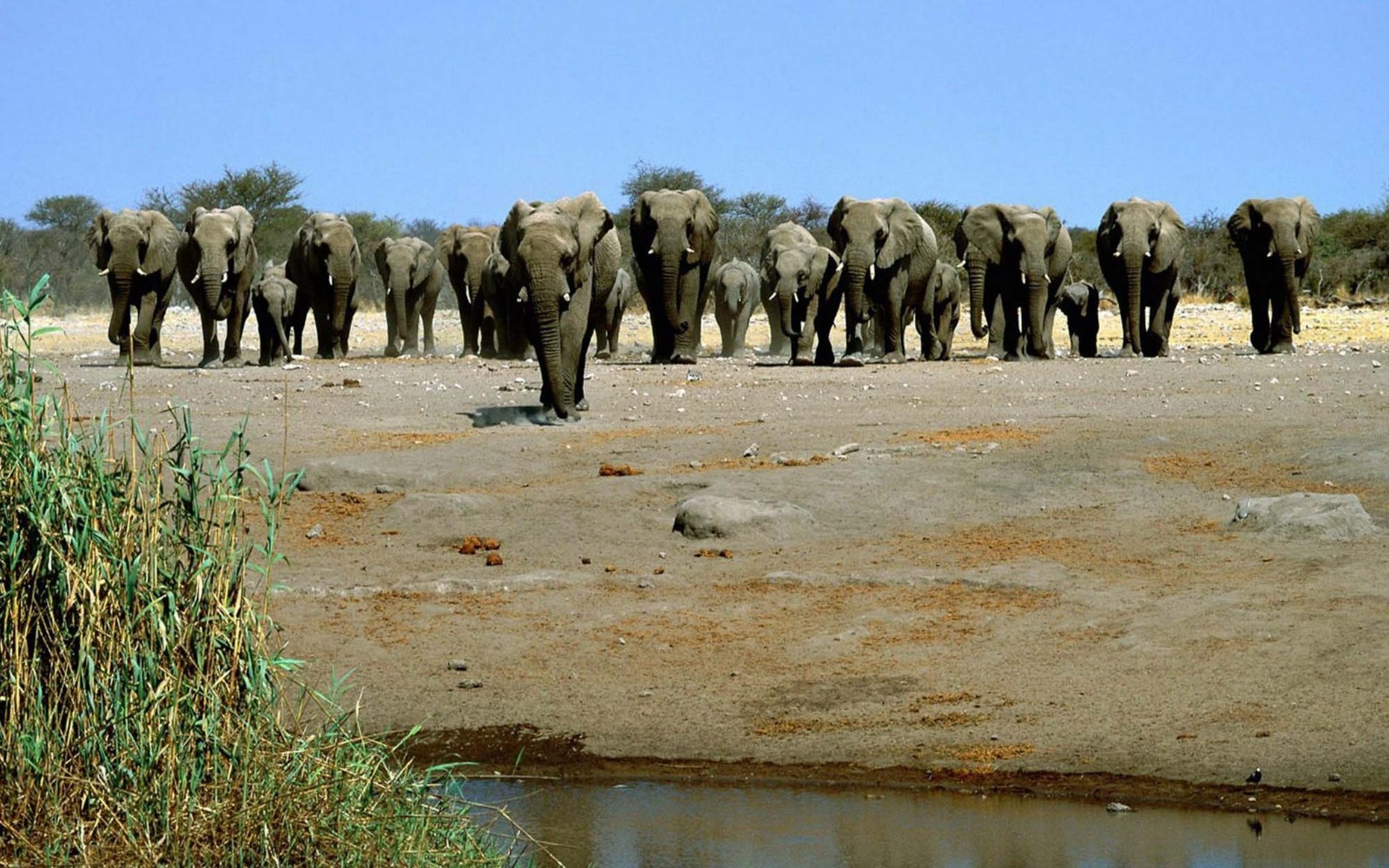 Un troupeau d'éléphants marchant le long d'un chemin de terre près d'un plan d'eau (éléphant, éléphants et mammouths, faune, éléphant dafrique, troupeau)