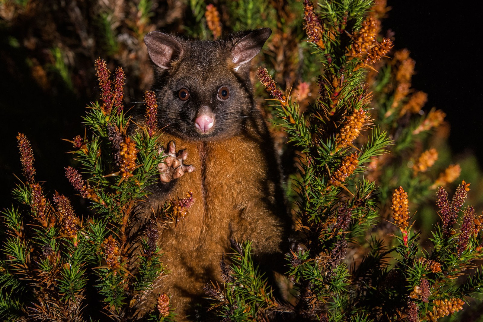 Um close em um pequeno animal em uma árvore com flores (fauna, árvore, marsupial, animal terrestre, focinho)