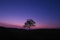 Árvore silhuetada contra um céu crepuscular, mesclando tons de roxo e azul ao anoitecer.