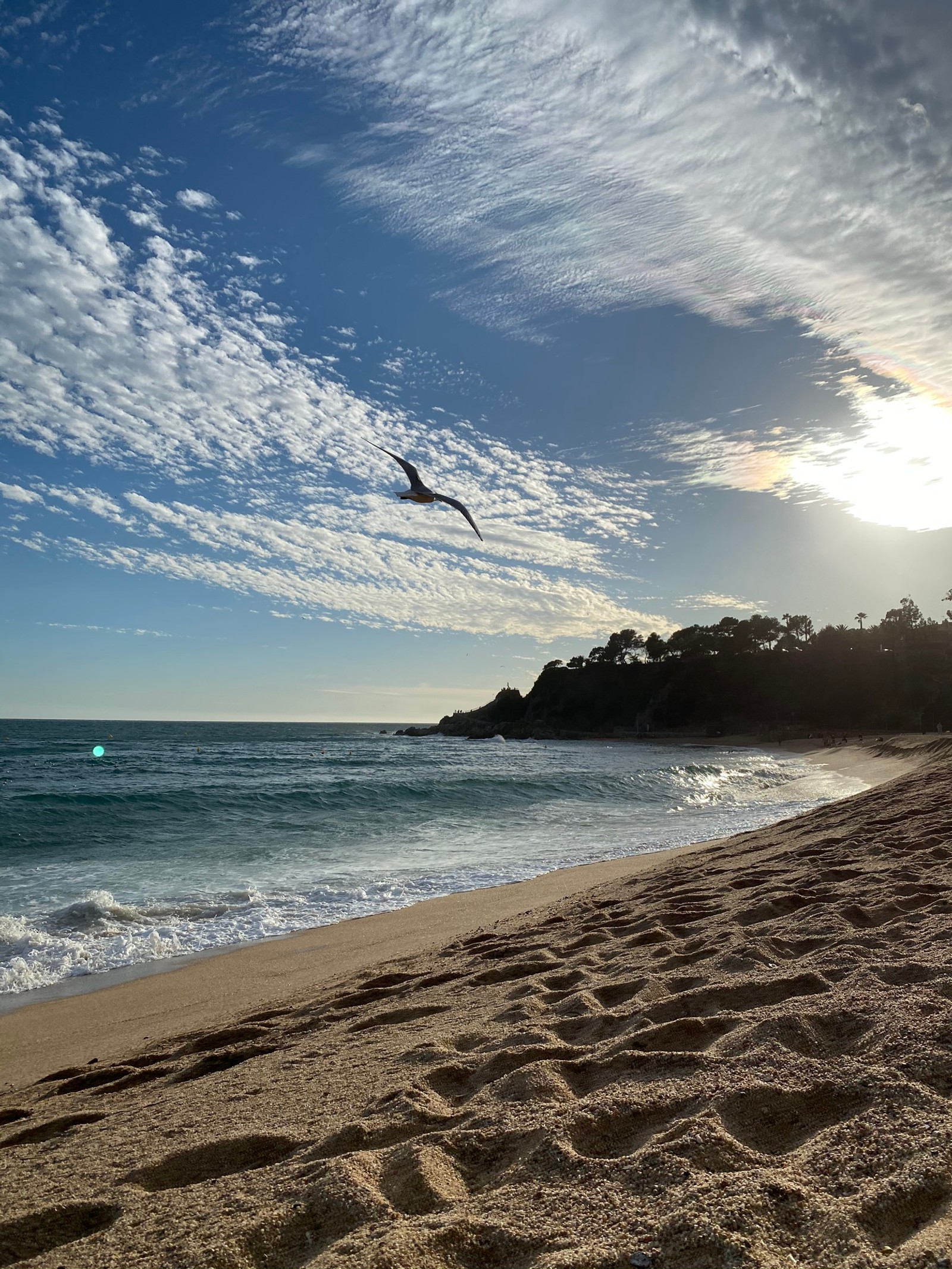 Uma girafa voando sobre a praia com um pássaro no céu (mar, água, praia, física, ciência)