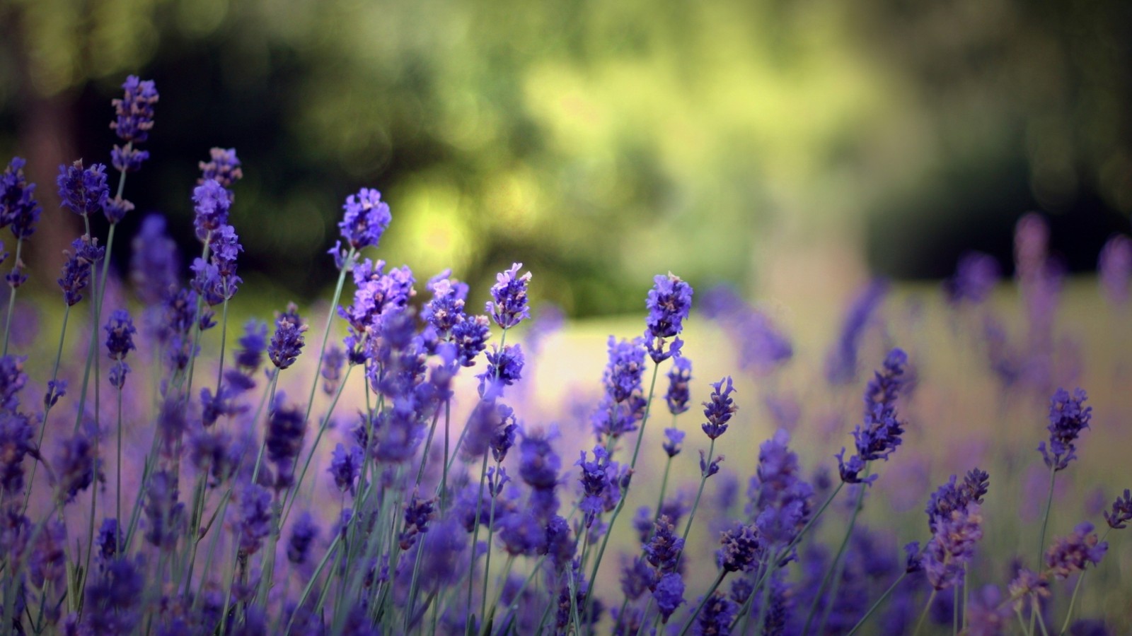 Descargar fondo de pantalla lavanda, planta floreciendo, lavanda inglesa, púrpura, lavanda francesa