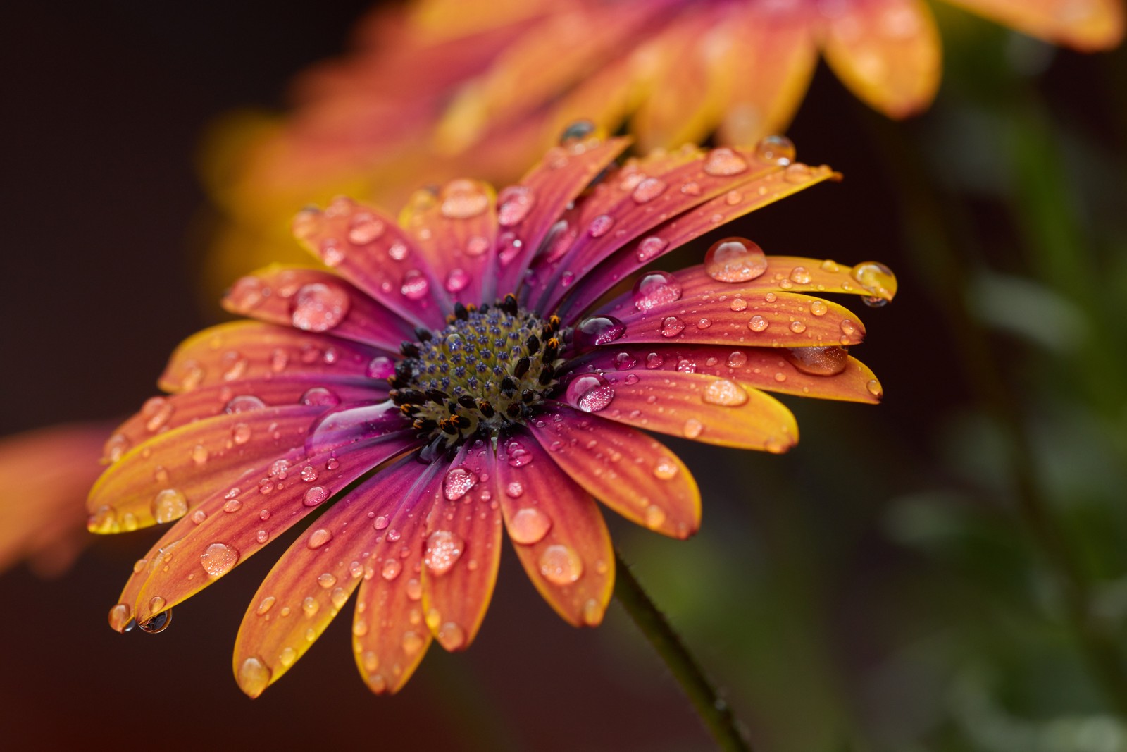 Il y a deux fleurs orange avec des gouttes d'eau dessus (orange daisy, gros plan, macro, gouttes de rosée, mise au point sélective)