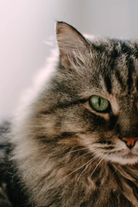 Close-up of a fluffy tabby cat with striking green eyes.