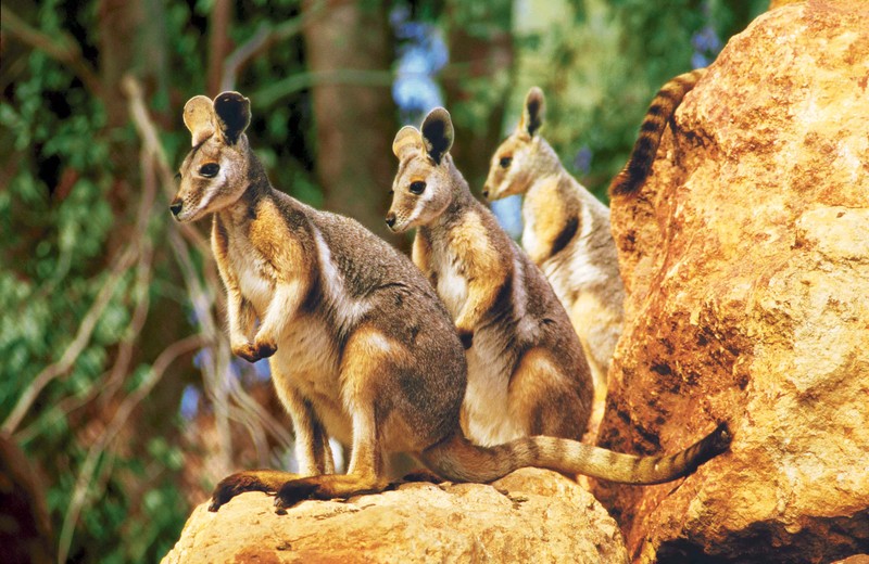 Три кенгуру стоят на скале в лесу (сумчатое, валлаби, wallaby, достопримечательность, наземное животное)