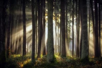 Sunlight Filtering Through a Spruce Fir Forest