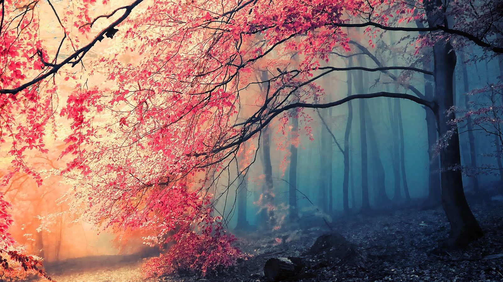 Un primer plano de un sendero en un bosque con árboles y hojas (naturaleza, paisaje natural, árbol, rojo, ramo)