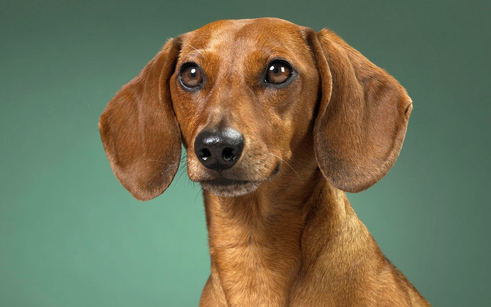 Há um cachorro marrom com um nariz preto em um fundo verde (dachshund, filhote, raça de cachorro, focinho, cão)