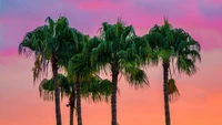 Coucher de soleil tropical avec des palmiers contre un ciel coloré