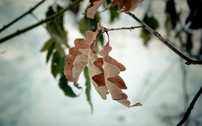 Hojas secas de otoño en una rama contra un fondo suave