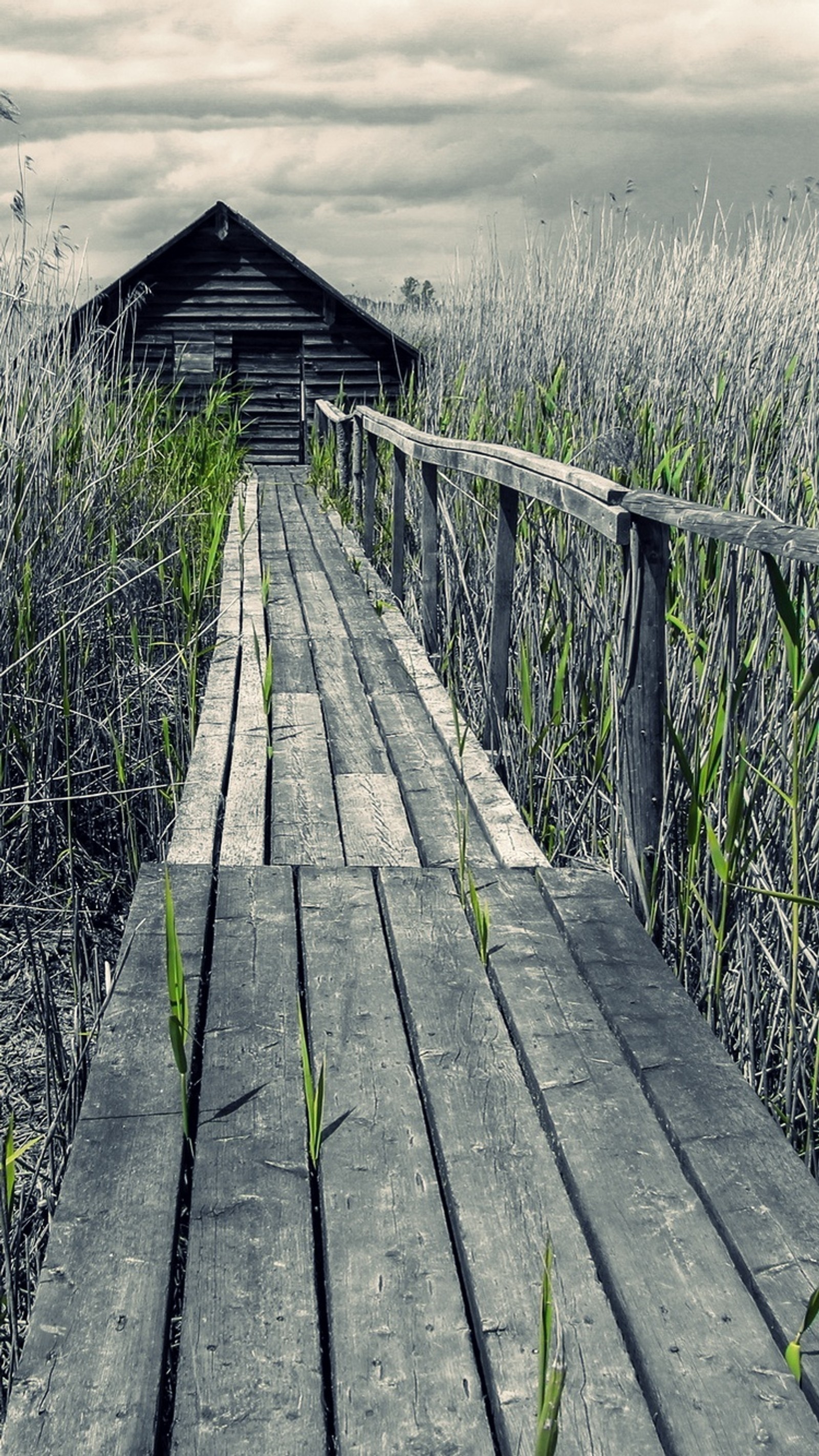 awesome, beauty, bridge, green, nature Download Wallpaper