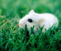 hamster, sympa, animal de compagnie