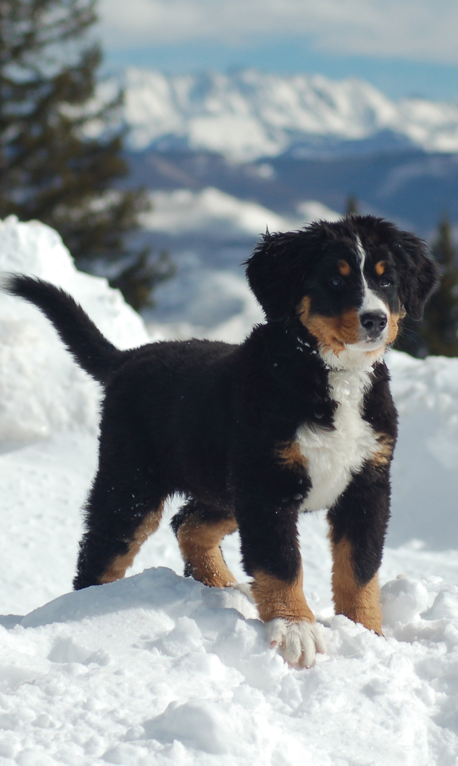 Il y a un petit chien noir et blanc debout dans la neige (noir, labrador, montagne, neige, soleil)