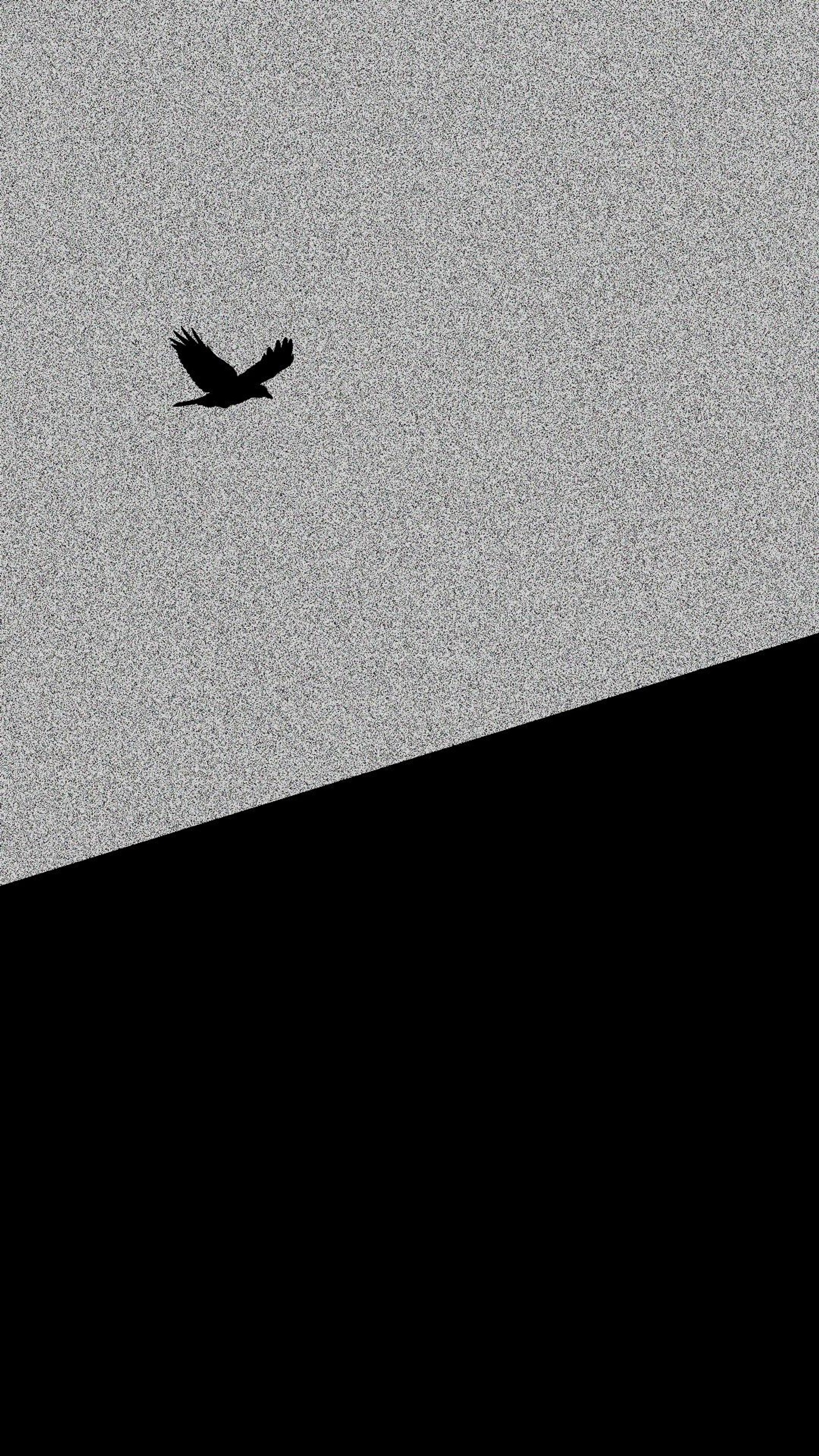 Un oiseau volant dans le ciel avec un fond noir (noir, eyad, autre)