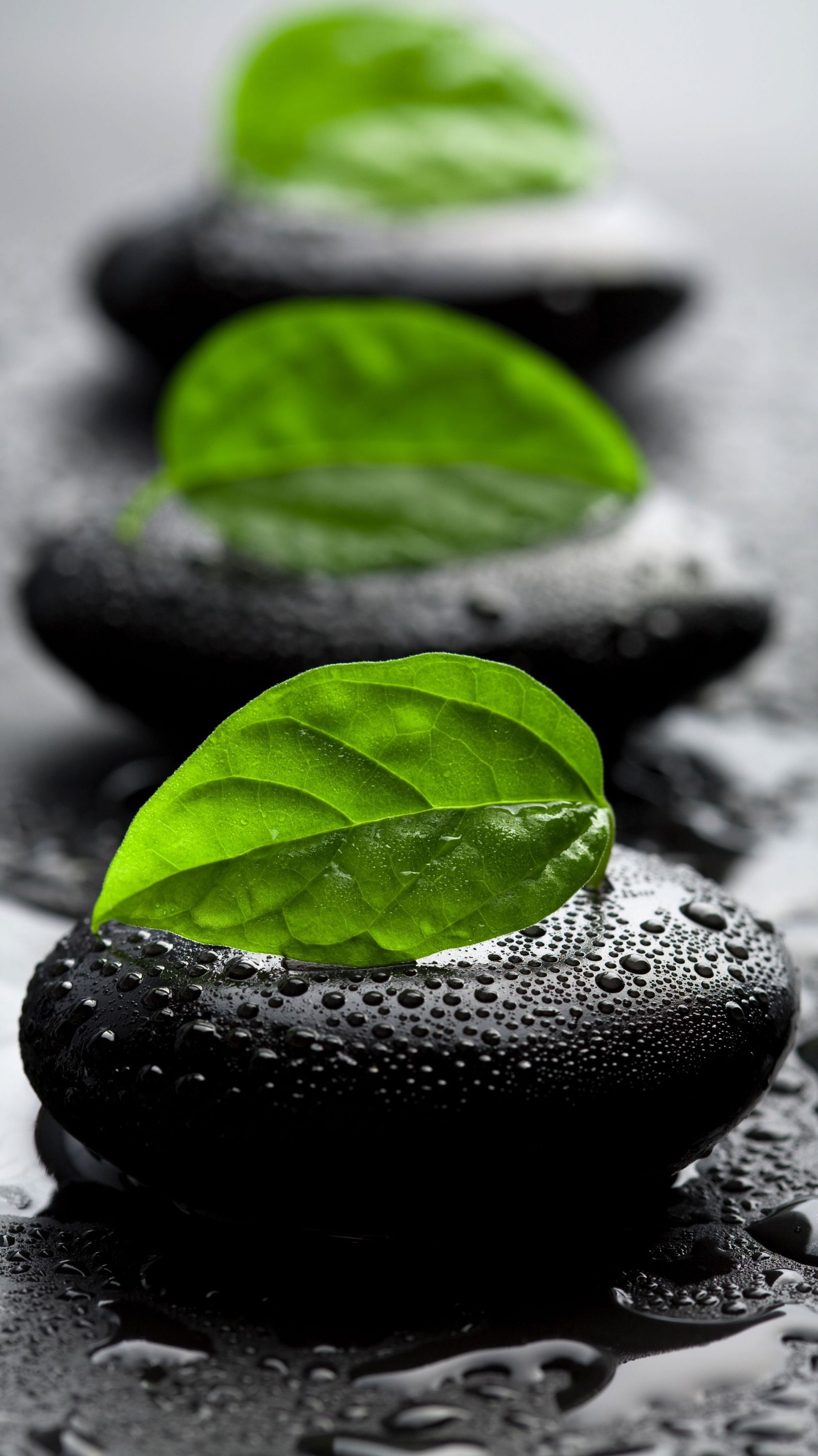 A close up of a group of black stones with green leaves (leaves, spa, stone, stones, water)