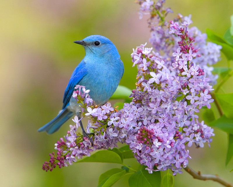 Арафедская синяя птица, сидящая на ветке сиреневого куста (сирень, mountain bluebird)