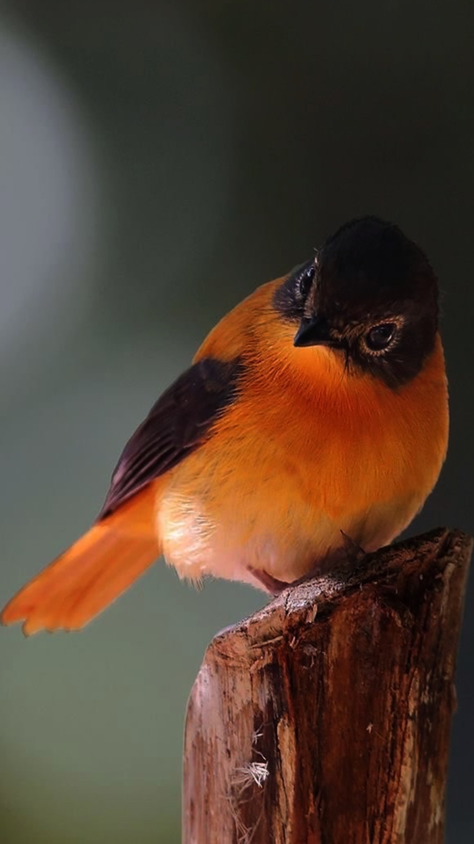 Ein kleiner vogel sitzt auf einem holzpfosten (vogel, einsam)