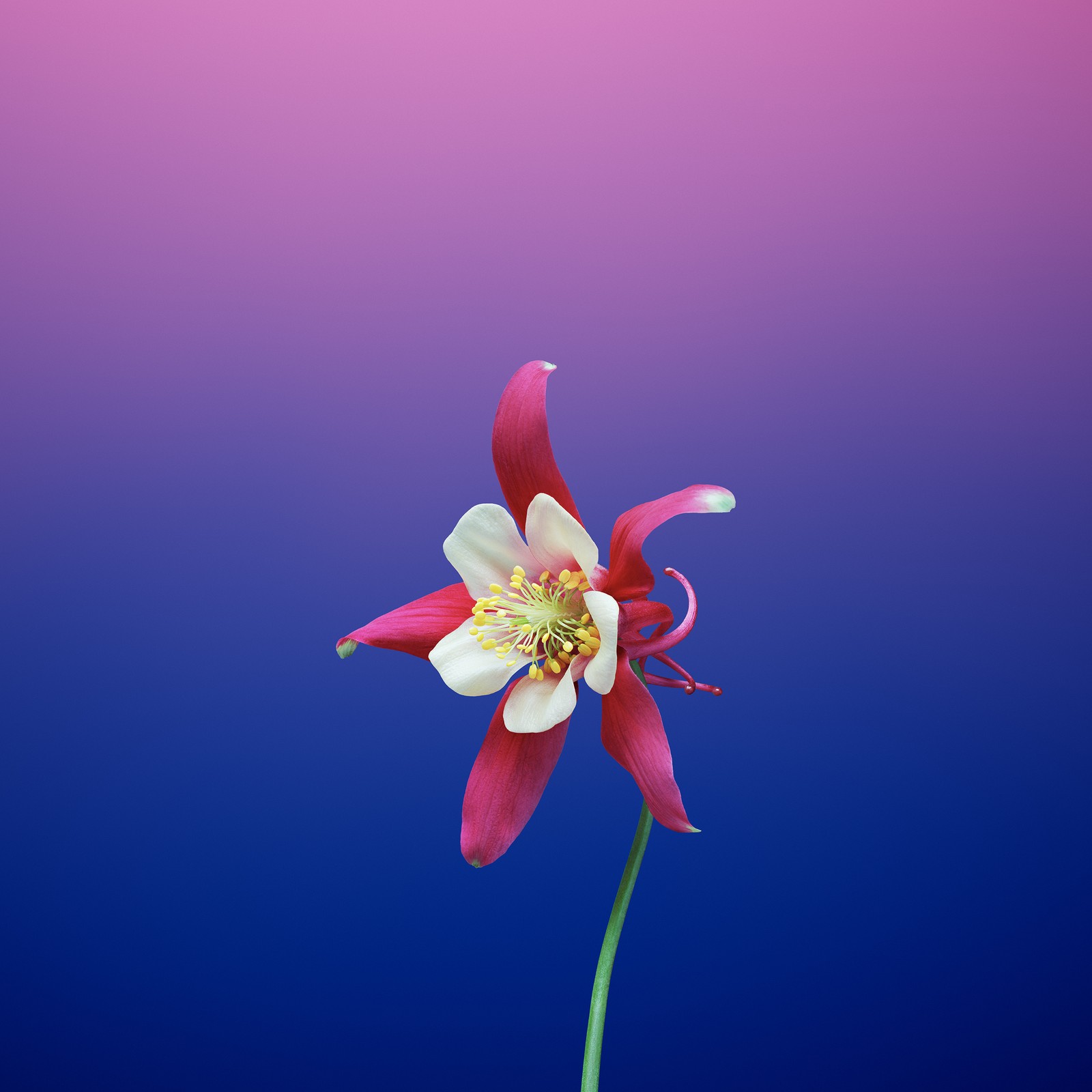 There is a flower that is in a vase on a table (11, color, colors, flower, ios)