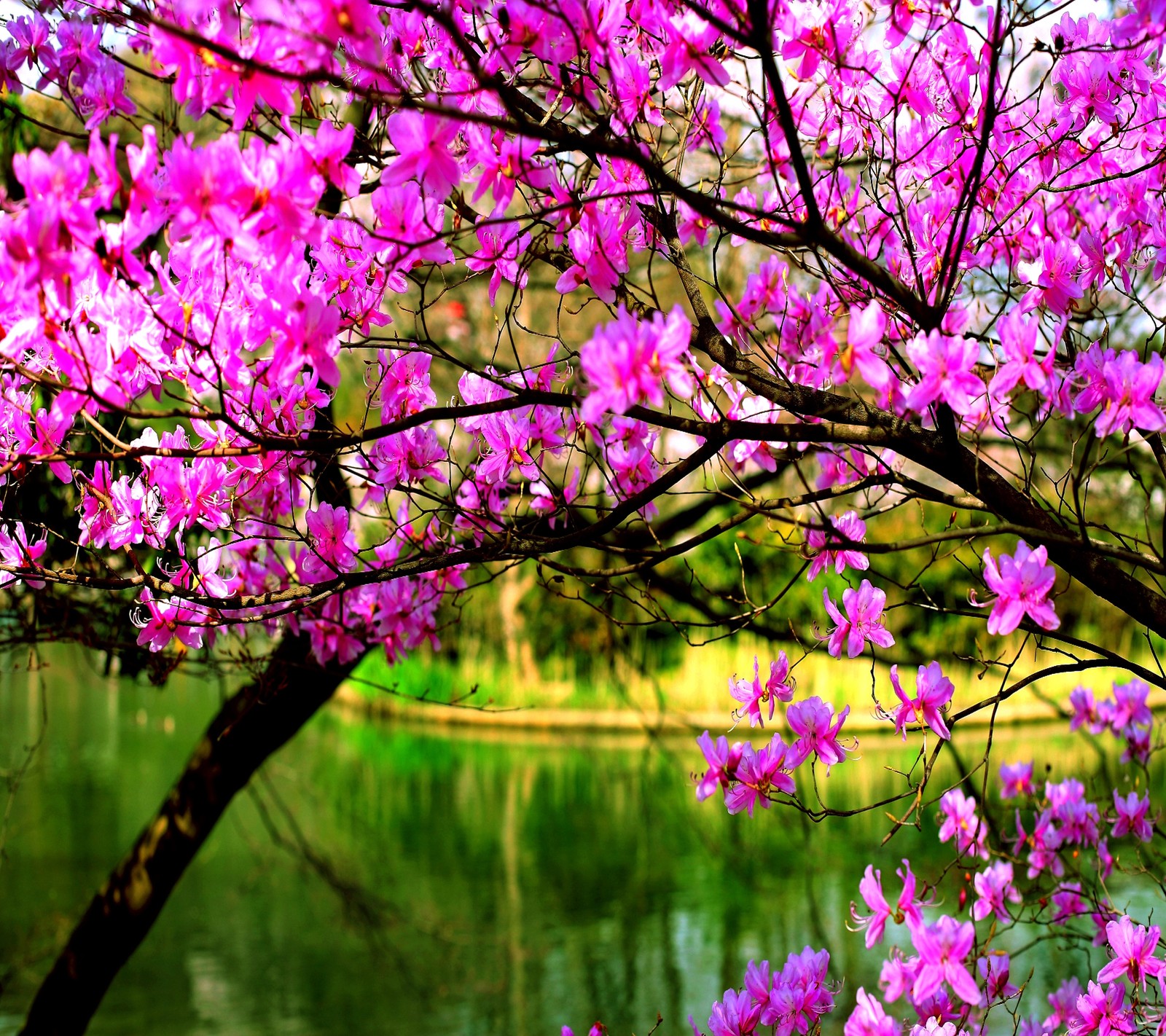 beautiful, flowers Download Wallpaper