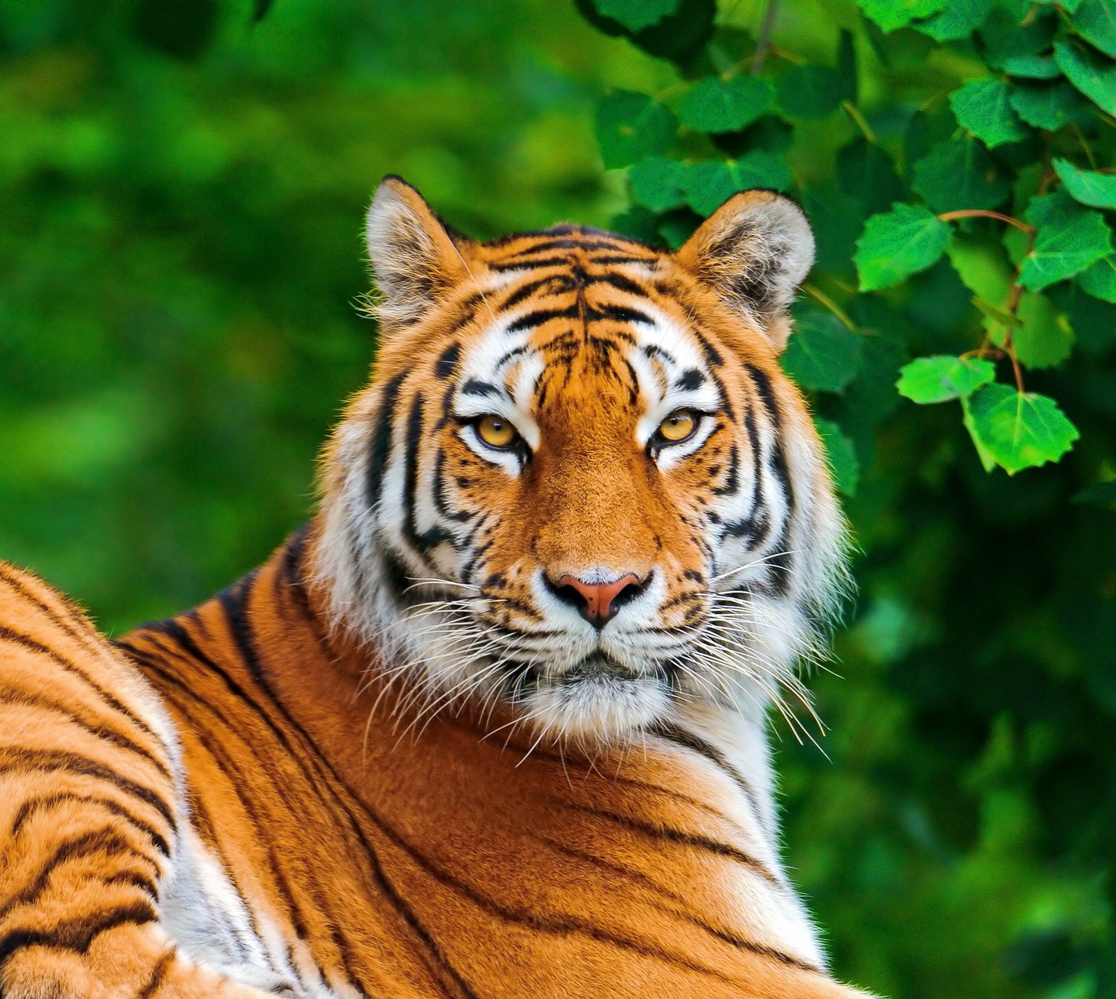 Descargar fondo de pantalla felino grande, lindo, naranja, tigre