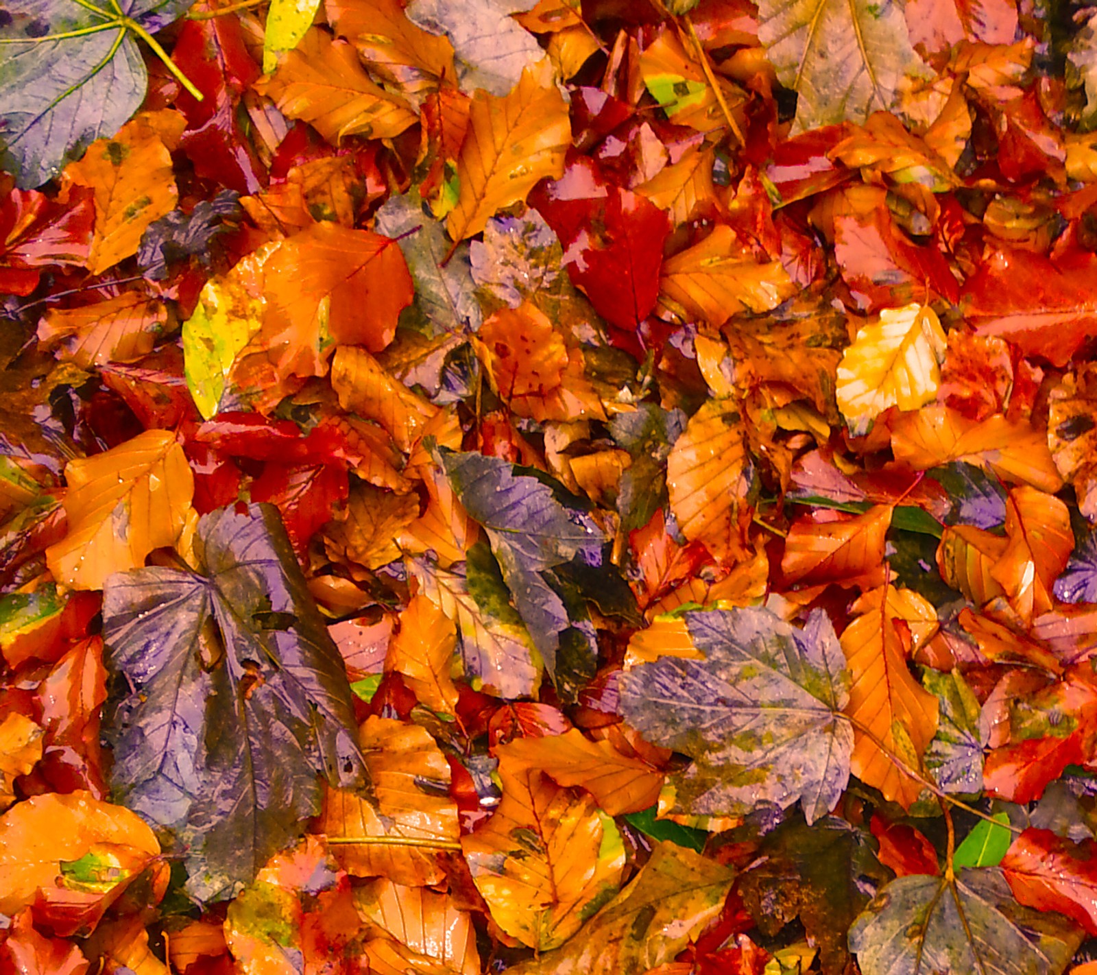 Un primer plano de un montón de hojas en el suelo (otoño, hojas, leaves on ground, lee mills)