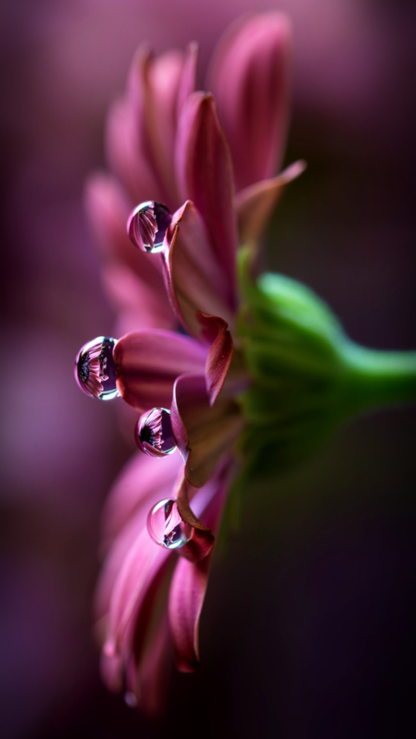 Lade gänseblümchen, reflexionen Hintergrund herunter