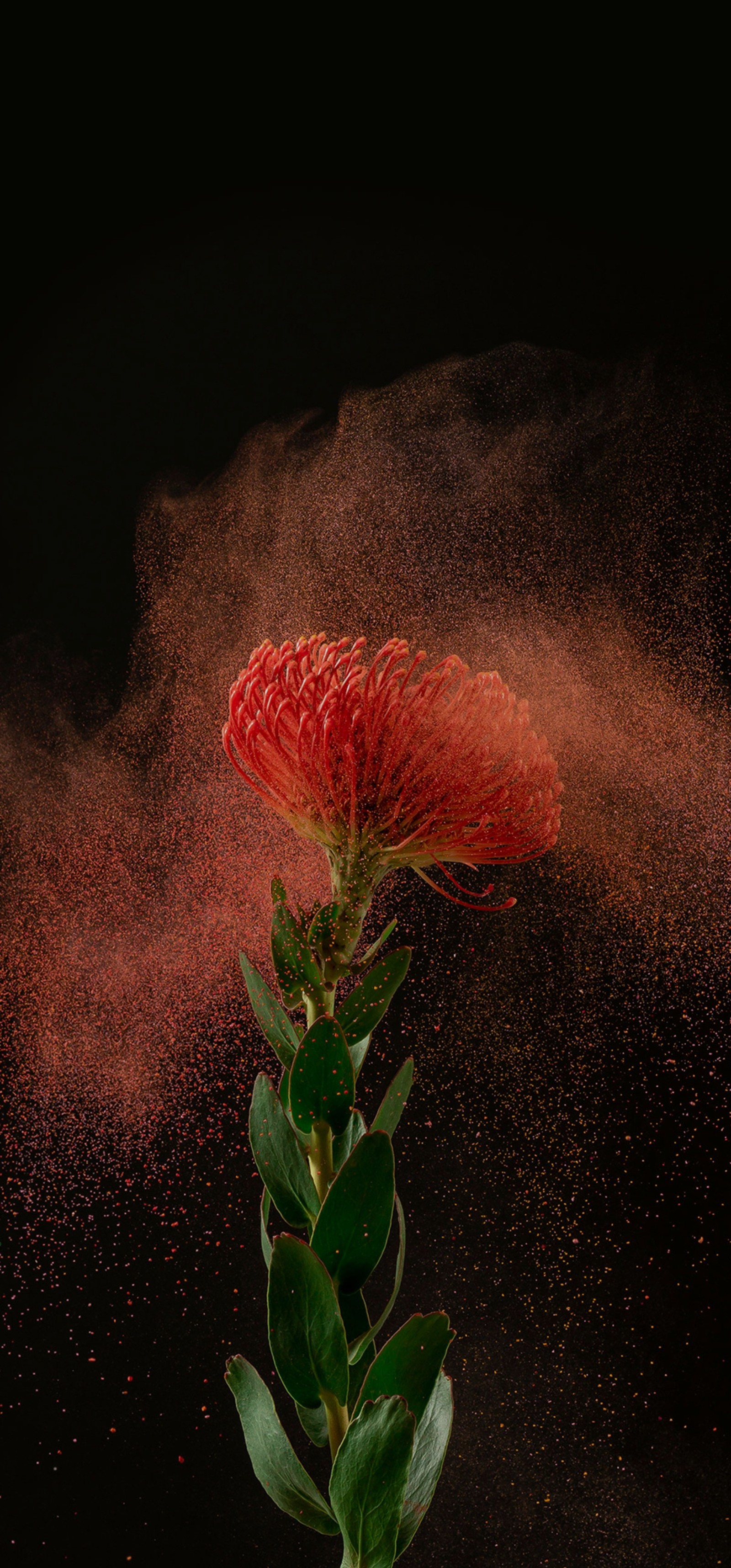 Flor arabesque com pétalas vermelhas e folhas verdes polvilhadas com pó rosa (amoled, preto, samsung)