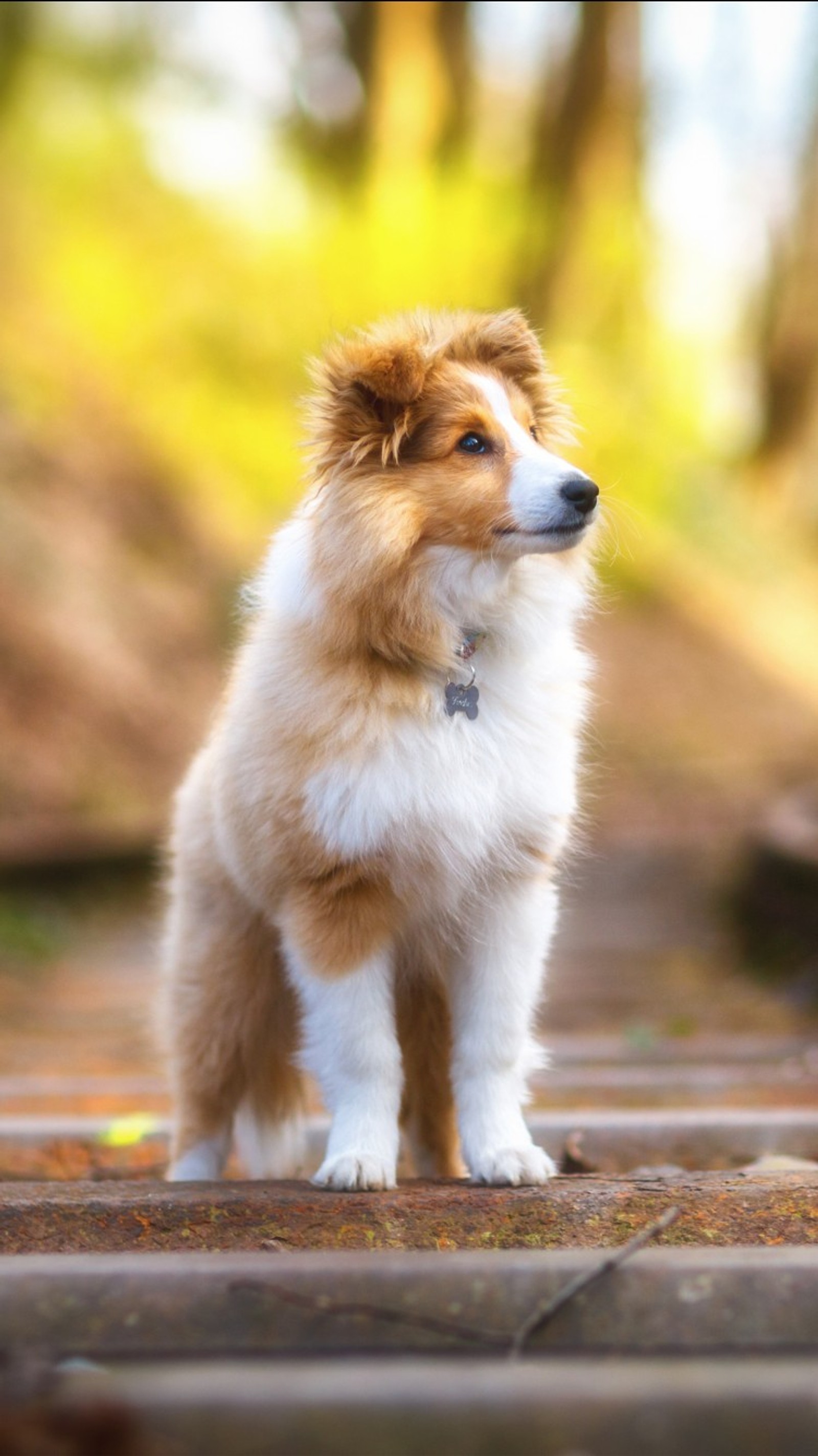 Existe um cachorro sentado em uma plataforma de madeira (4k, cachorro, pastor de shetland, shetland sheepdog)