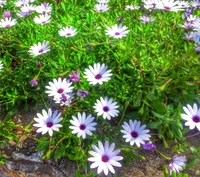 marguerite, fleur, vert, hd, hdr