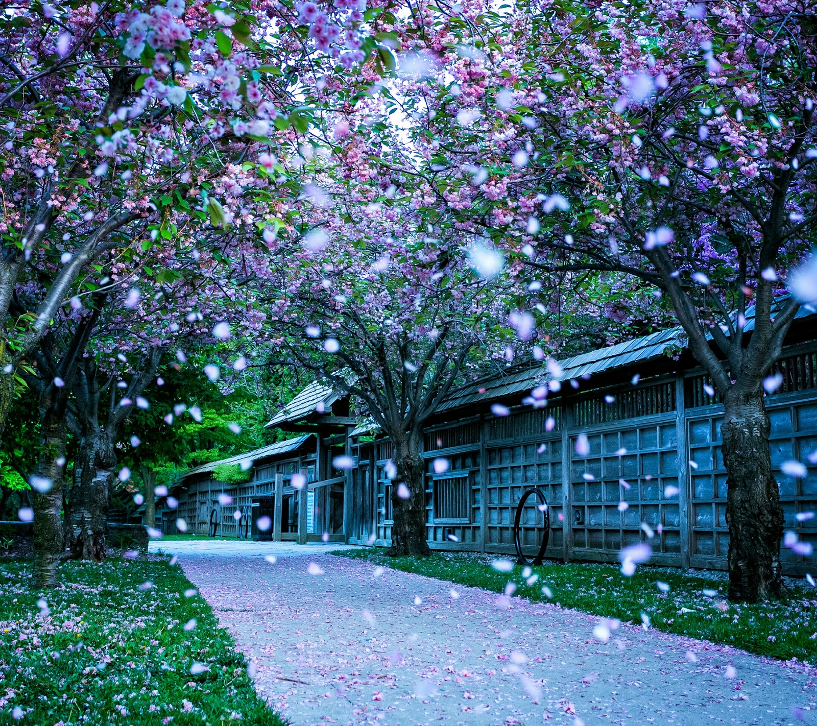 Baixar papel de parede flor, parque, sakura