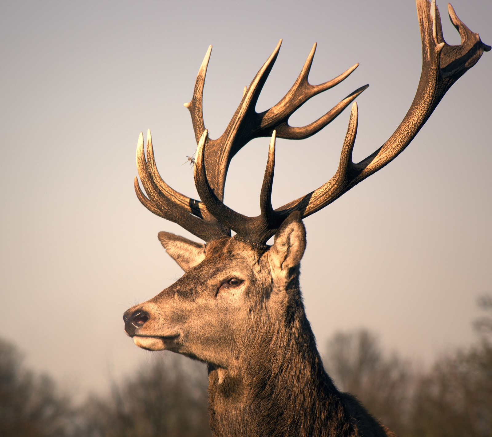 Ein reh mit großen geweihen steht im gras (tier, hirsch, jagd)