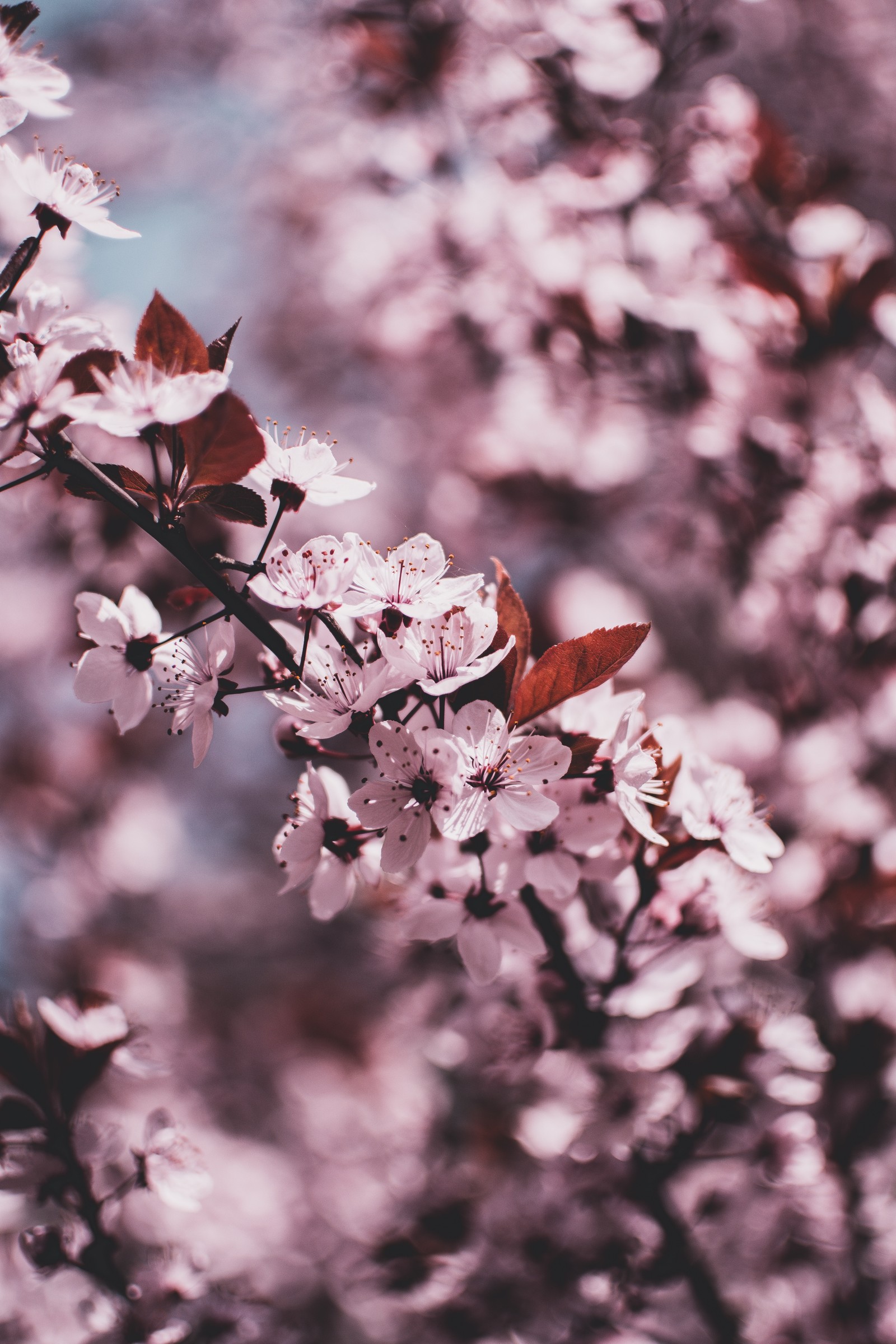 flower, spring, blossom, branch, lilac wallpaper