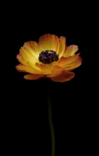 Fleur vibrante jaune et orange sur fond noir