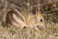 Curious Wallaby foraging in Australian Grasses