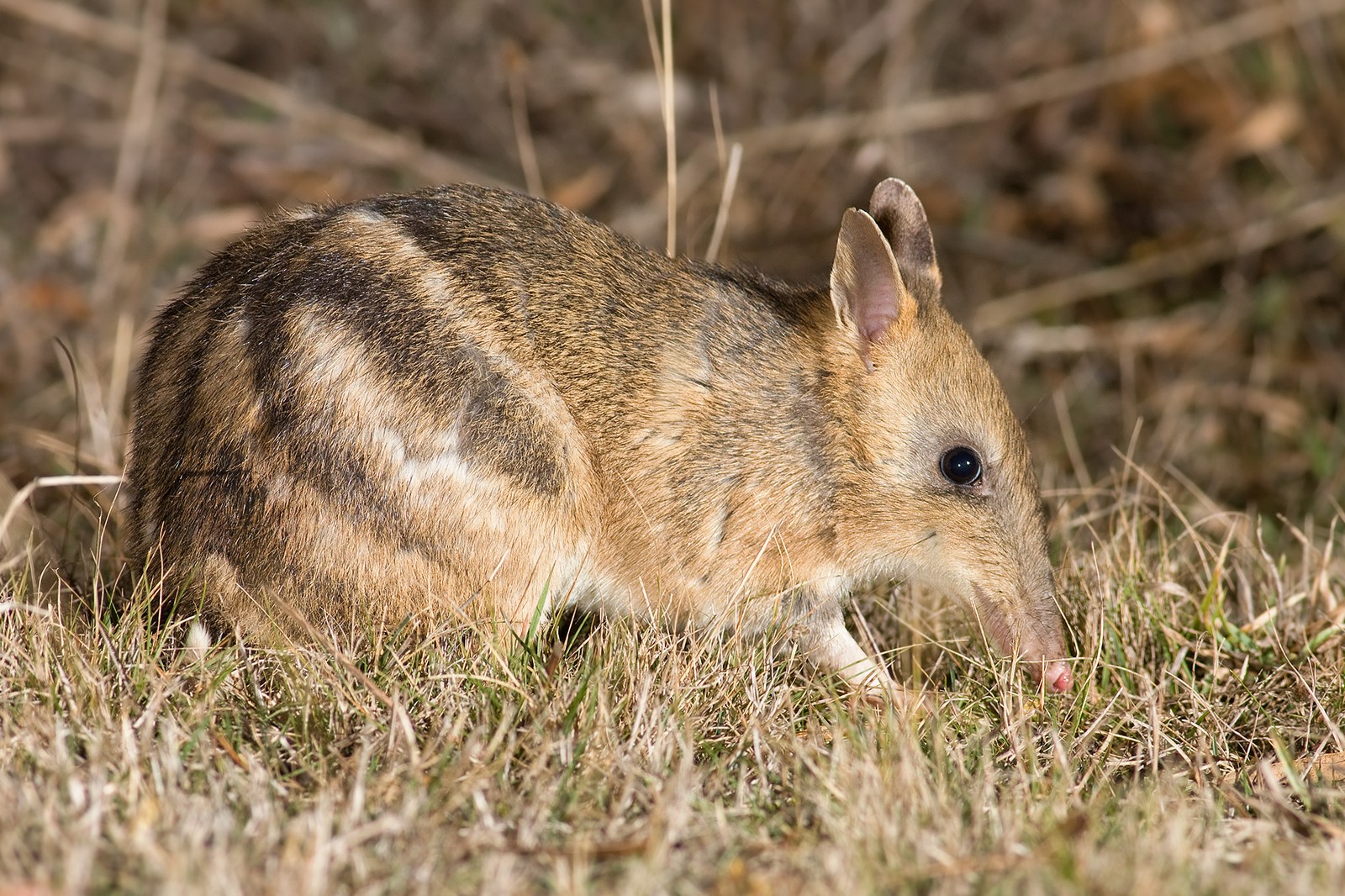 australia, wildlife, wallaby, snout, grasses Download Wallpaper