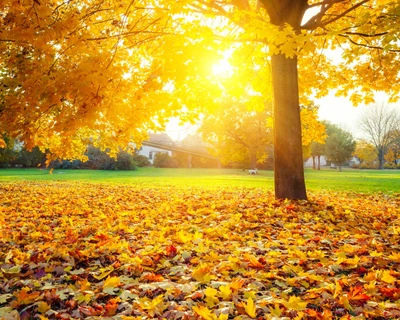 temporada, otoño, árbol, hoja, naturaleza