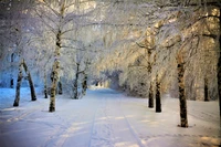 Sonniger Winterwunderland: Schneebedeckter Weg umgeben von frostigen Bäumen