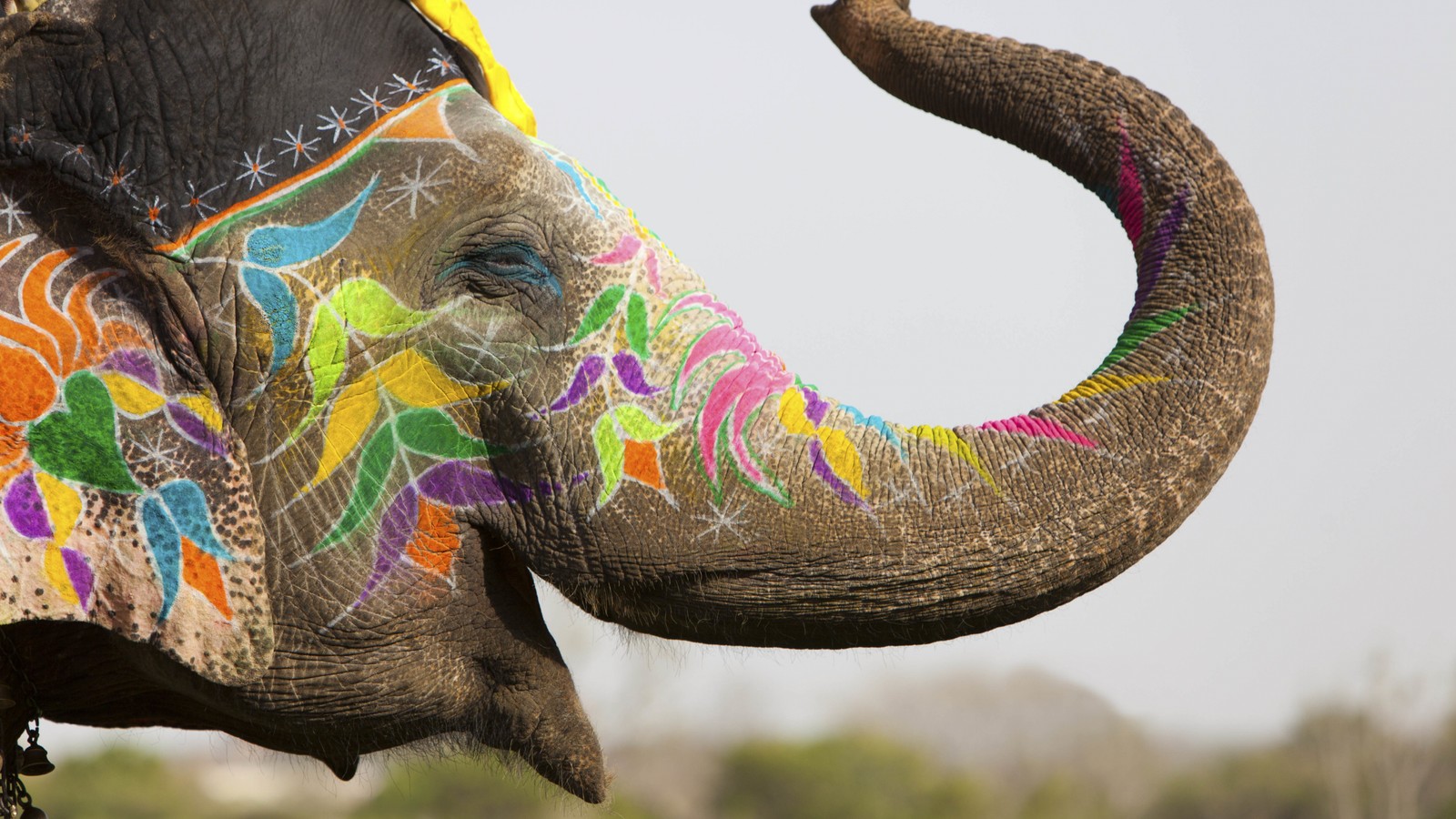 Elefante de colores brillantes con una cadena alrededor del cuello (elefante, elefante indio, planta, naturaleza, elefante africano)