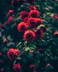 Des roses floribunda rouges vibrantes en pleine floraison entourées d'un feuillage vert luxuriant.