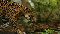 Jaguar navegando sigilosamente su hábitat entre la exuberante vegetación