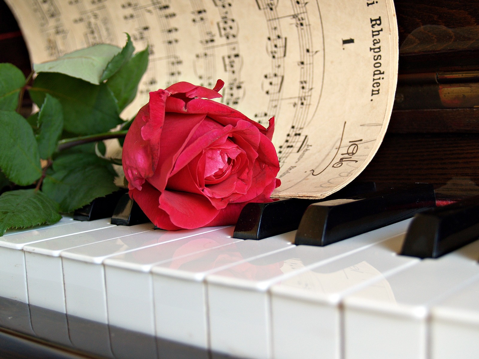 Hay una rosa en las teclas del piano y una partitura (piano, partitura, llave, pianista, teclado musical)