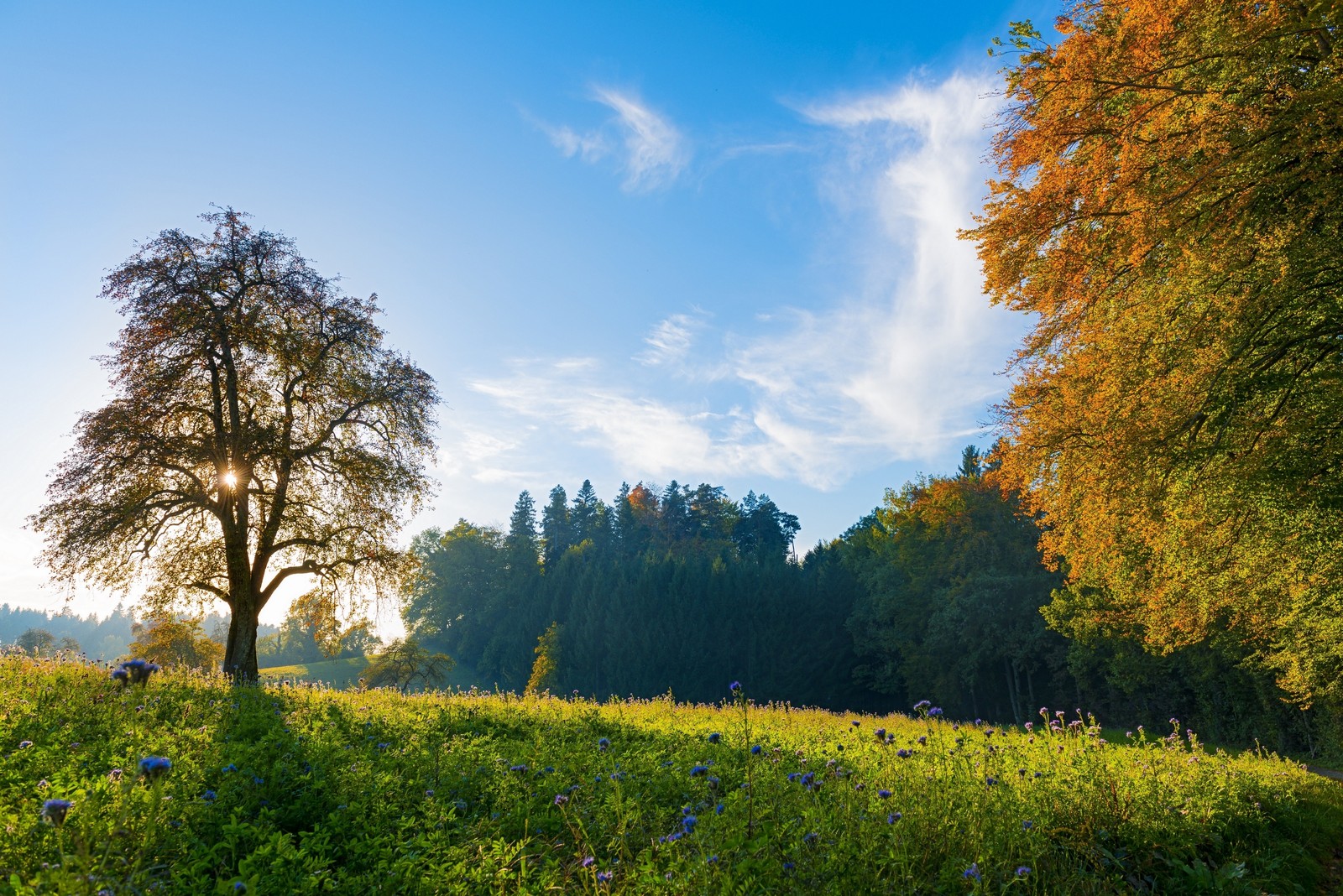 Un arbre solitaire dans un champ avec des fleurs sauvages et des arbres en arrière-plan (suisse, paysage, nuage, plante, personnes dans la nature)