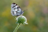 Makroaufnahme eines Lycaenid-Schmetterlings auf einer Blütenknospe