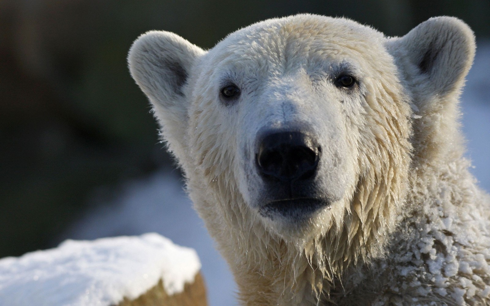 Há um urso polar em pé na neve (urso polar, urso grizzly, animal terrestre, focinho, fauna)