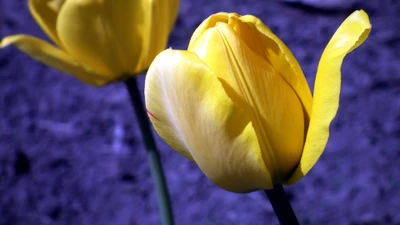 Tulipa amarela vibrante em close-up