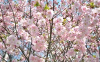 Cerezo en flor en primavera: Una delicada exhibición de pétalos rosas