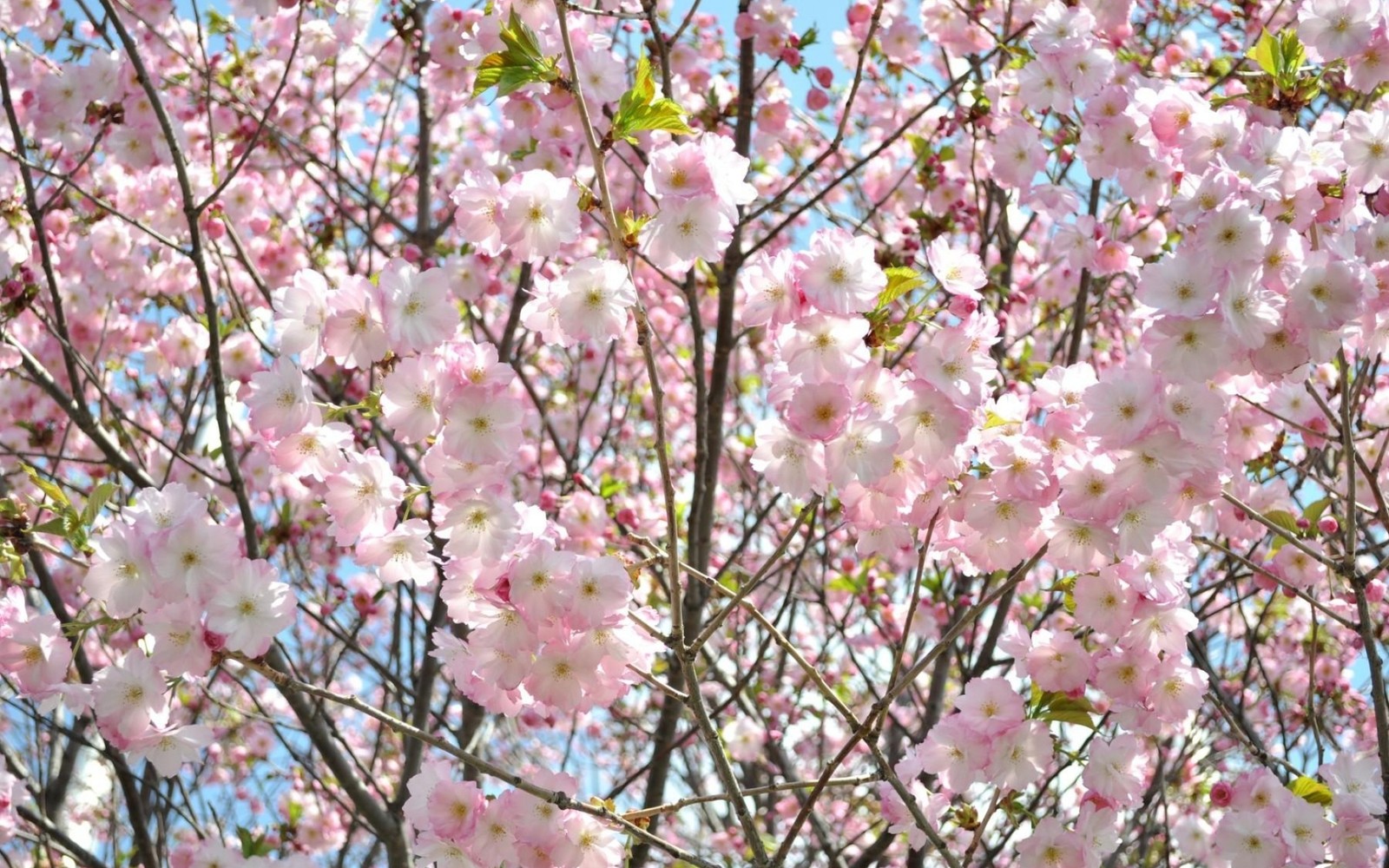 Um close em uma árvore com flores rosas e folhas verdes (planta, primavera, ramo, rosa, árvore)