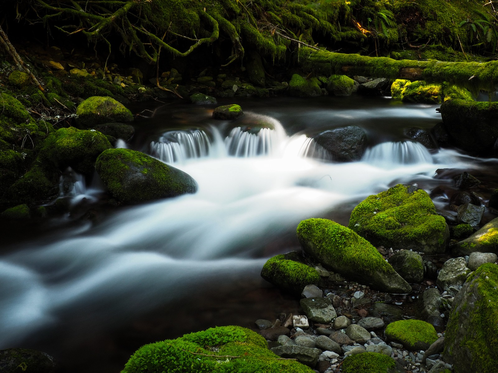 A close up of a stream running through a lush green forest (water, water resources, plant, ecoregion, nature)