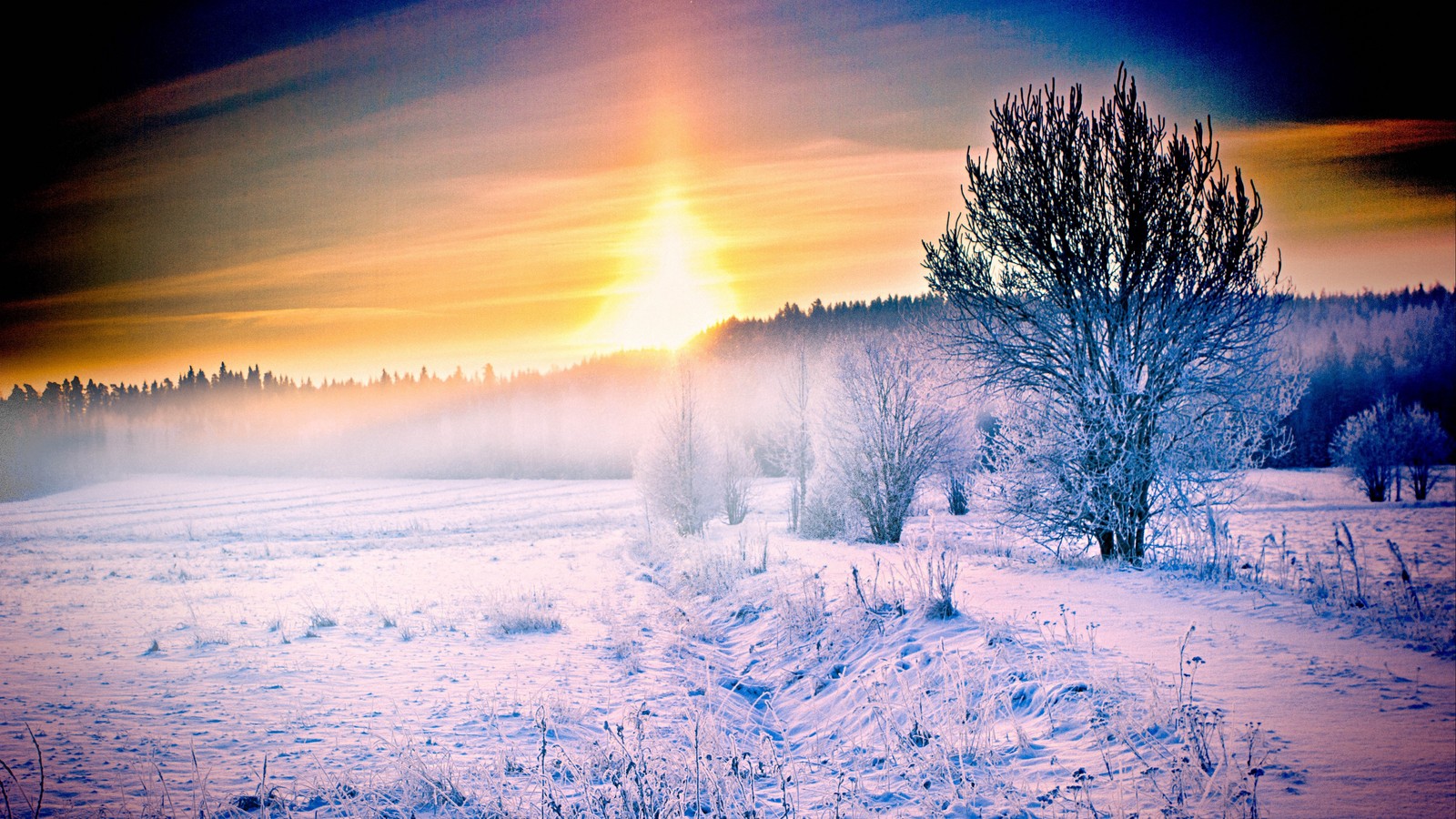 Campo nevado com árvores e um arco-íris no céu (neve, inverno, natureza, congelamento, manhã)